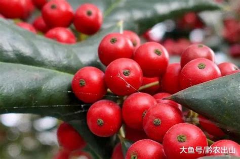 鳥不喜歡的植物|植物「鳥不宿」，一些農村人種了又不銷售，有啥用？5大用途